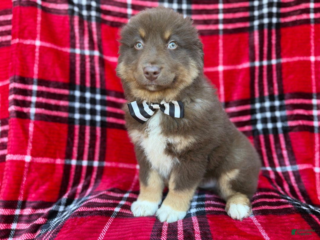 Miniature Australian Shepherd dogs for sale: Yoda - Ad 4