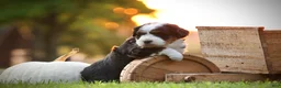 Mini Bernedoodle dogs for sale: Maya - Ad 1