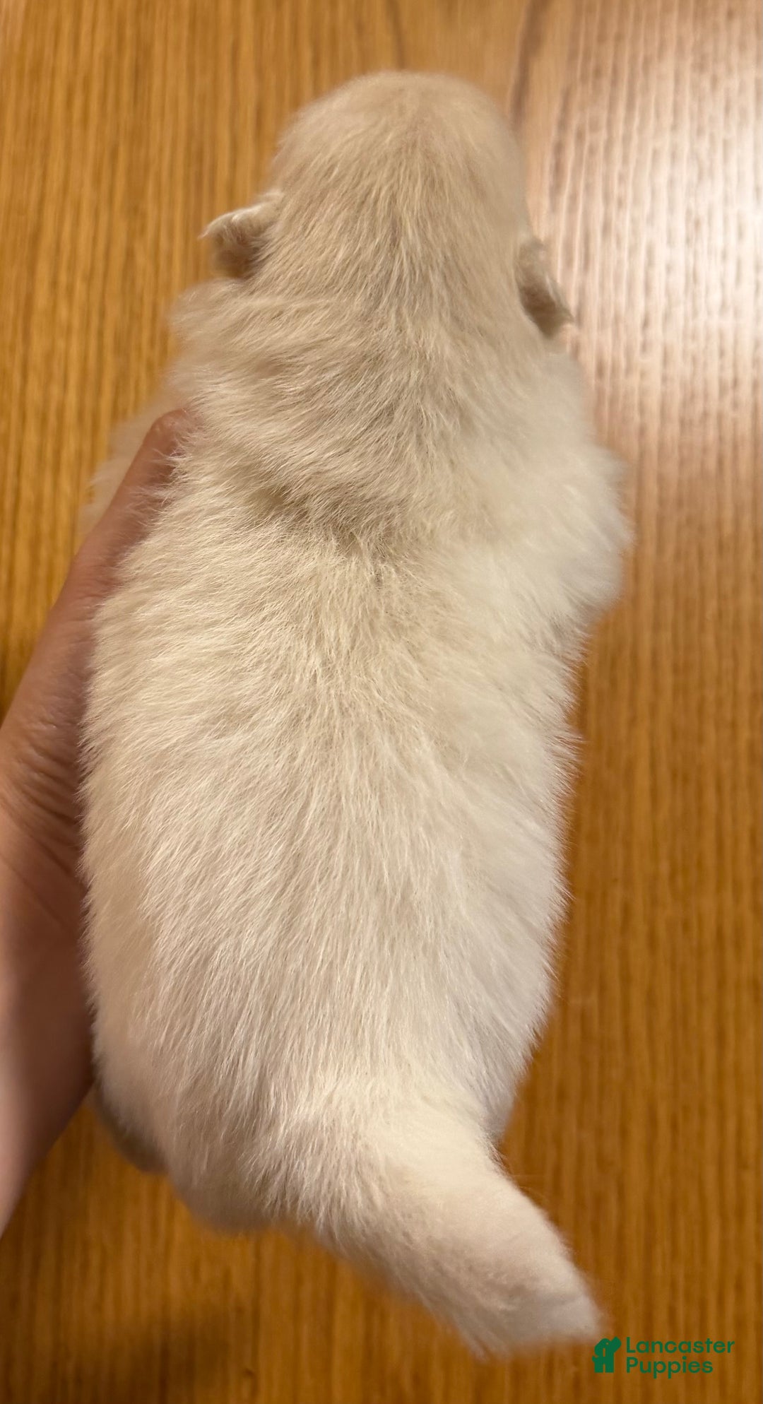 Pomeranian dogs for sale: Sugar  - Ad 2