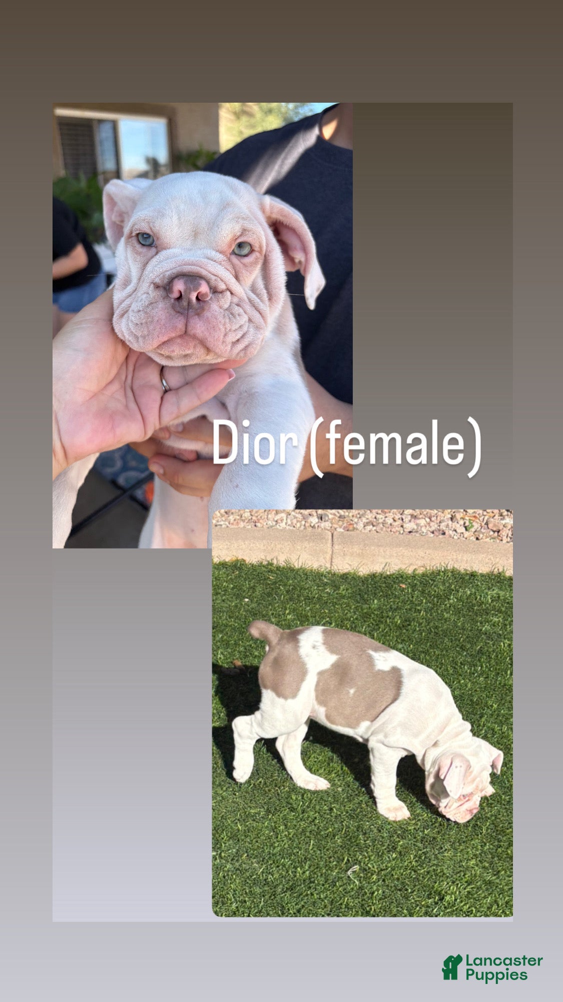 Olde English Bulldogge dogs Olde English Bulldogge Puppy 4 - Ad 4