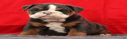 English Bulldog dogs for sale: Sierra - Ad 4