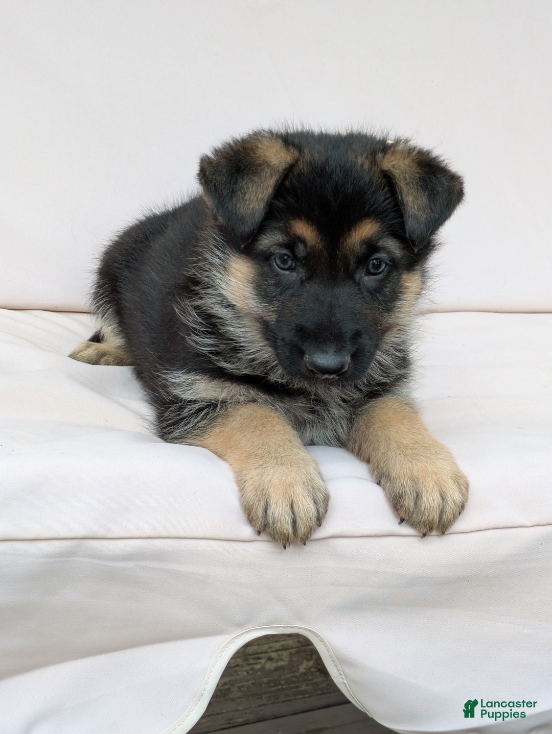 German Shepherd dogs for sale: Rover - Ad 1