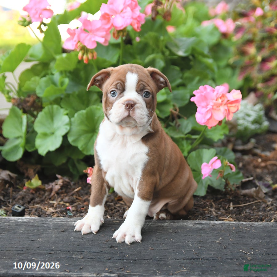 Boston Terrier dogs Leo - Ad 1