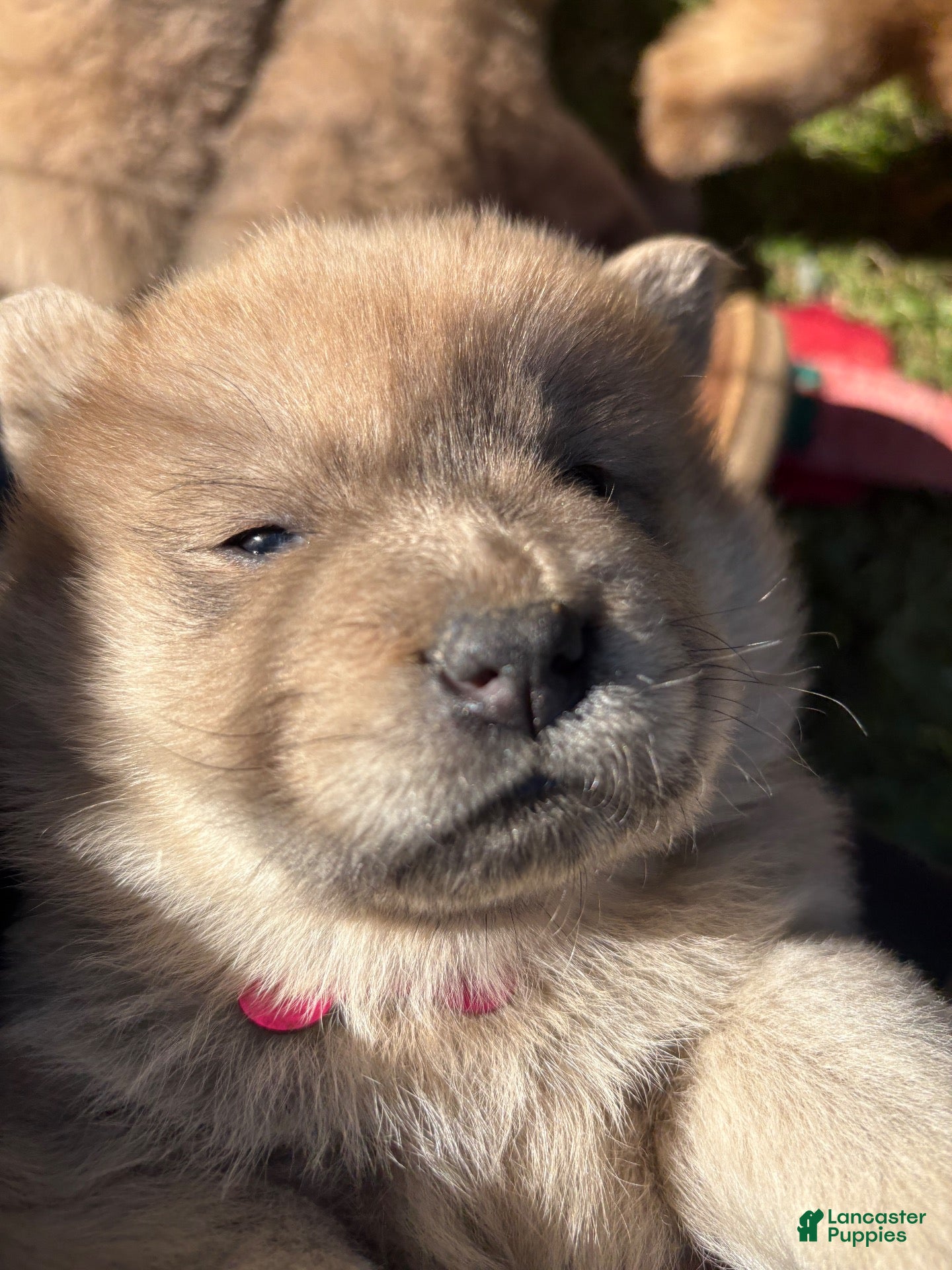 Mixed Breed dogs for sale: Sweetie - Ad 1