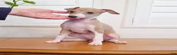 Italian Greyhound dogs for sale: Shiloh - Ad 16
