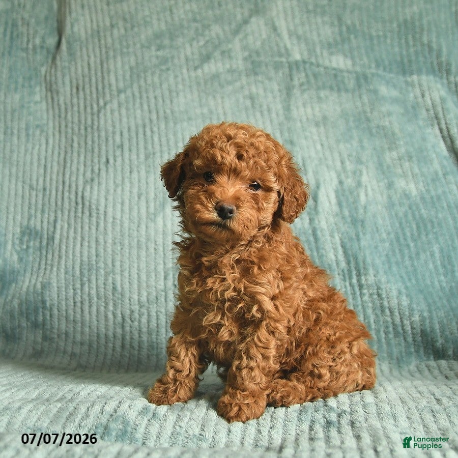 Toy Poodle dogs Frank  - Ad 2