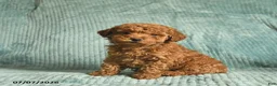 Toy Poodle dogs for sale: Frank  - Ad 2