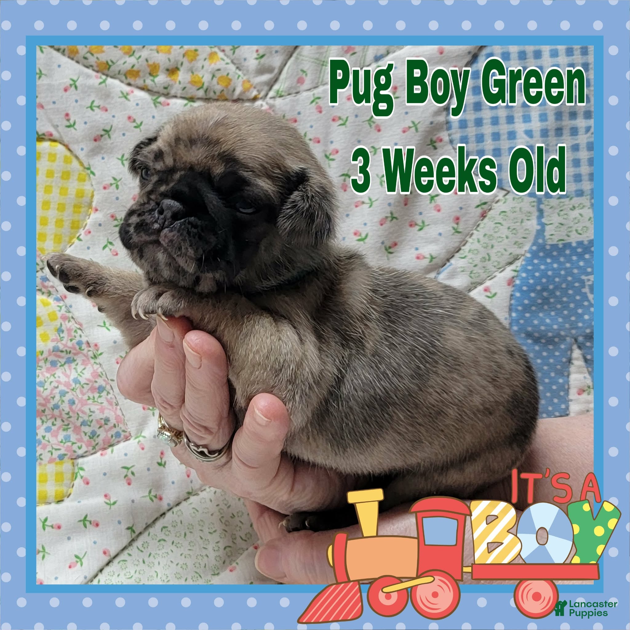 Pug dogs Pug Puppy Boy Green - Ad 17