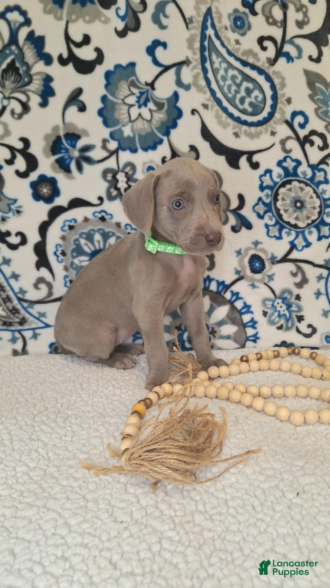 Weimaraner dogs for sale: Diamond - Ad 14