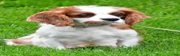 Cavapoo dogs for sale: Kylie - Ad 8