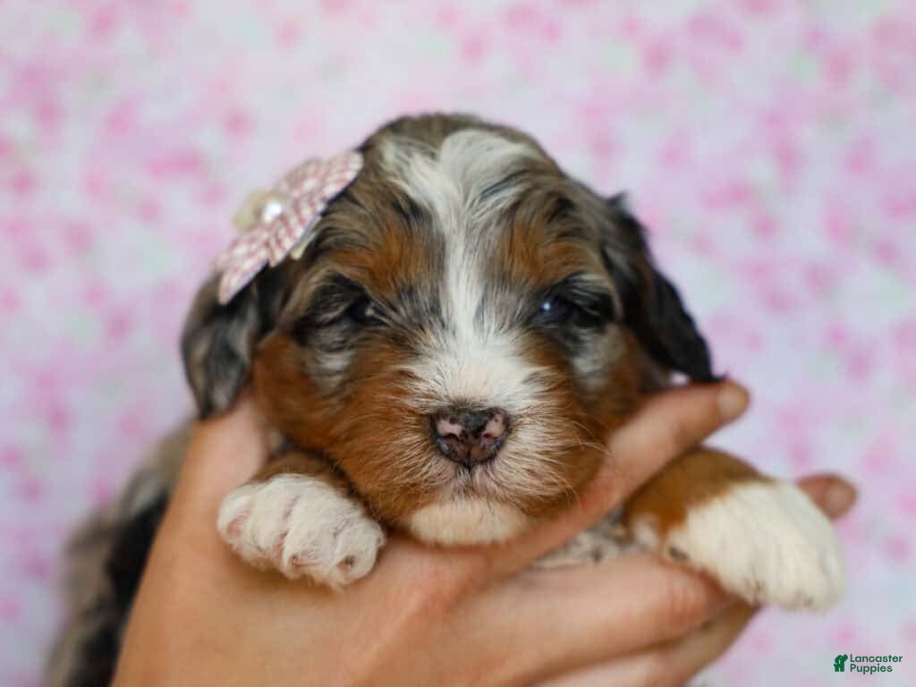 Mini Bernedoodle dogs Dorie - Ad 11
