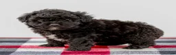 Mini Aussiedoodle dogs for sale: Chloe - Ad 3