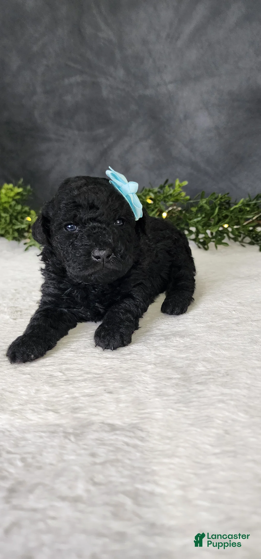 Miniature Poodle dogs for sale: Milo - Ad 3