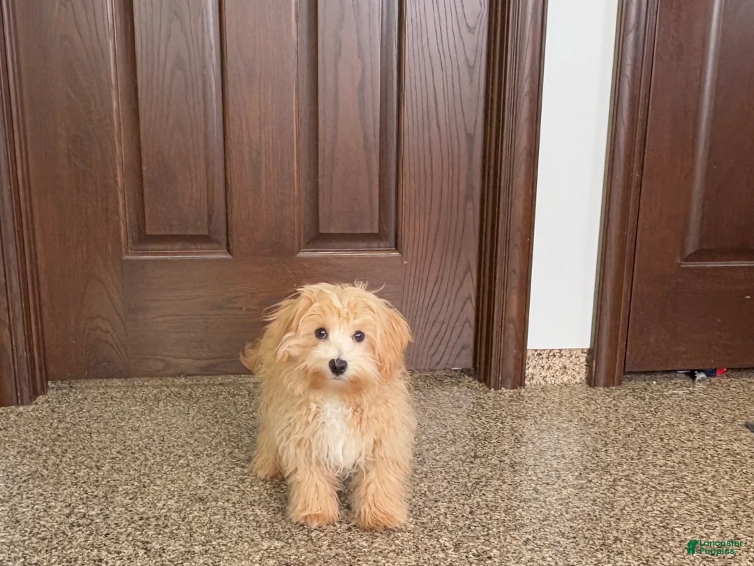 Maltipoo dogs for sale: Drew - Ad 7