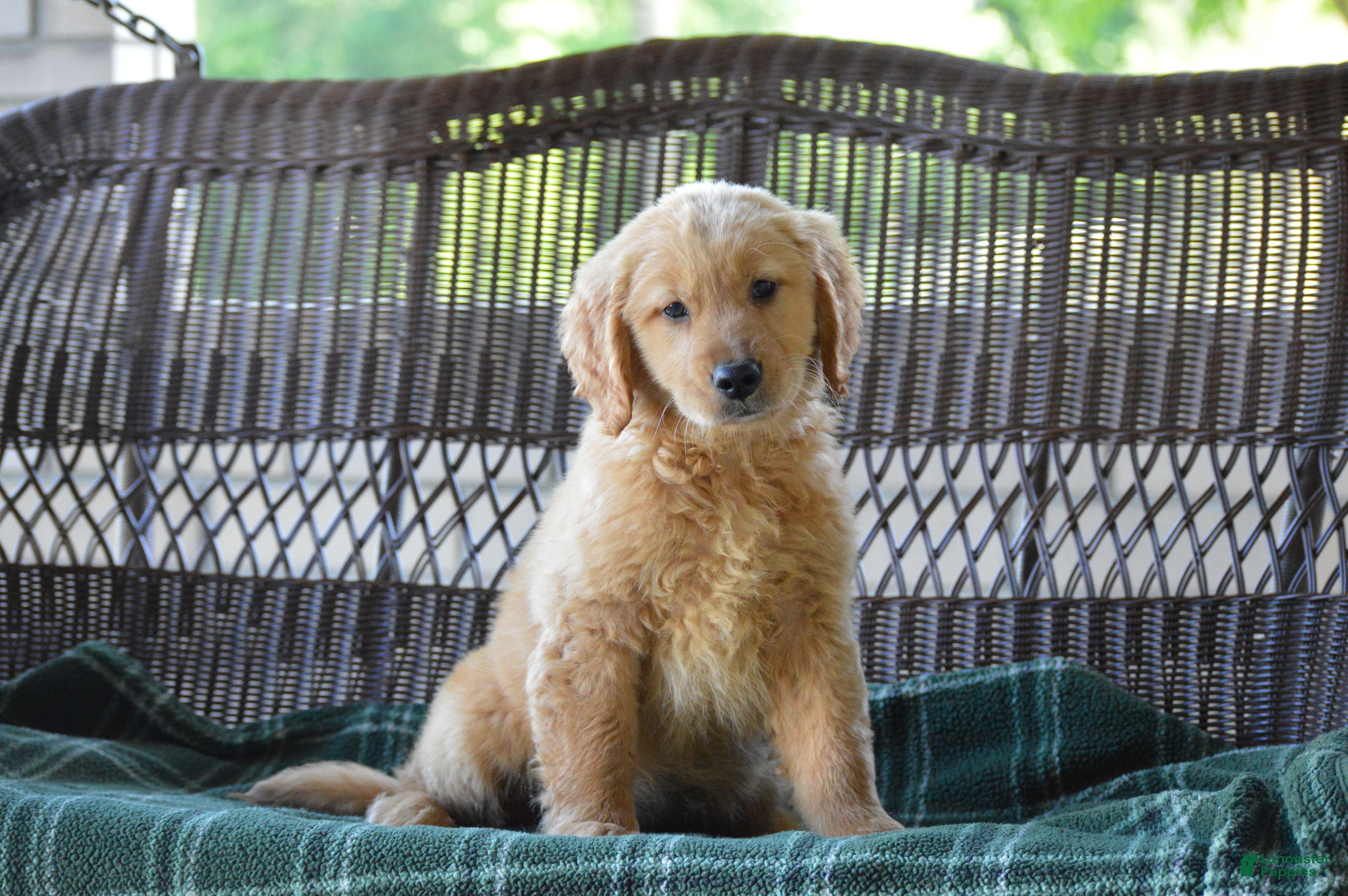 Golden Retriever dogs Lilo - Ad 2