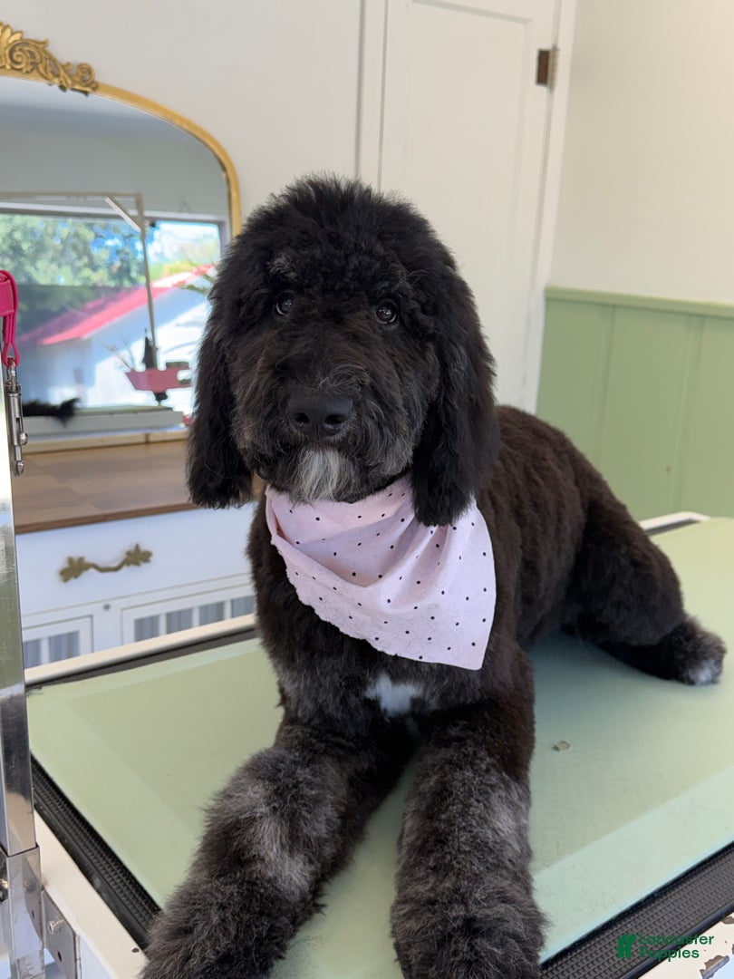 Bernedoodle dogs Milkshake - Ad 2