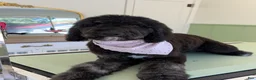 Bernedoodle dogs for sale: Milkshake - Ad 2