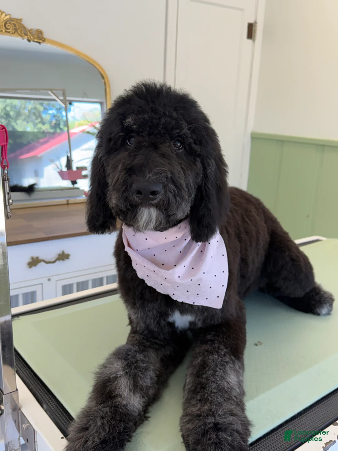 Bernedoodle dogs for sale: Milkshake - Ad 2