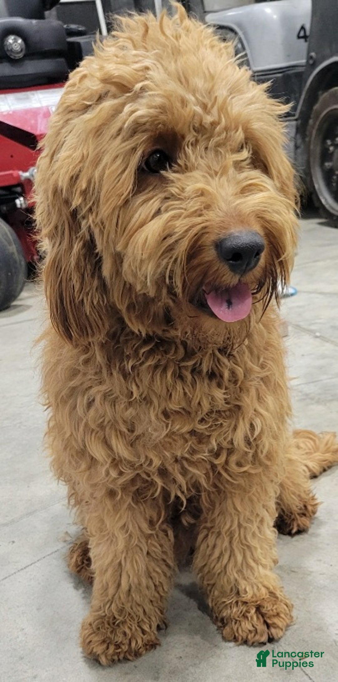 Mini Goldendoodle dogs for sale: Scout - Ad 8