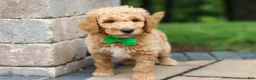 Standard Poodle dogs for sale: Leo - Ad 10