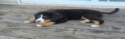 Bernese Mountain Dog dogs for sale: Bernese Mountain Dog Puppy 1 - Ad 5