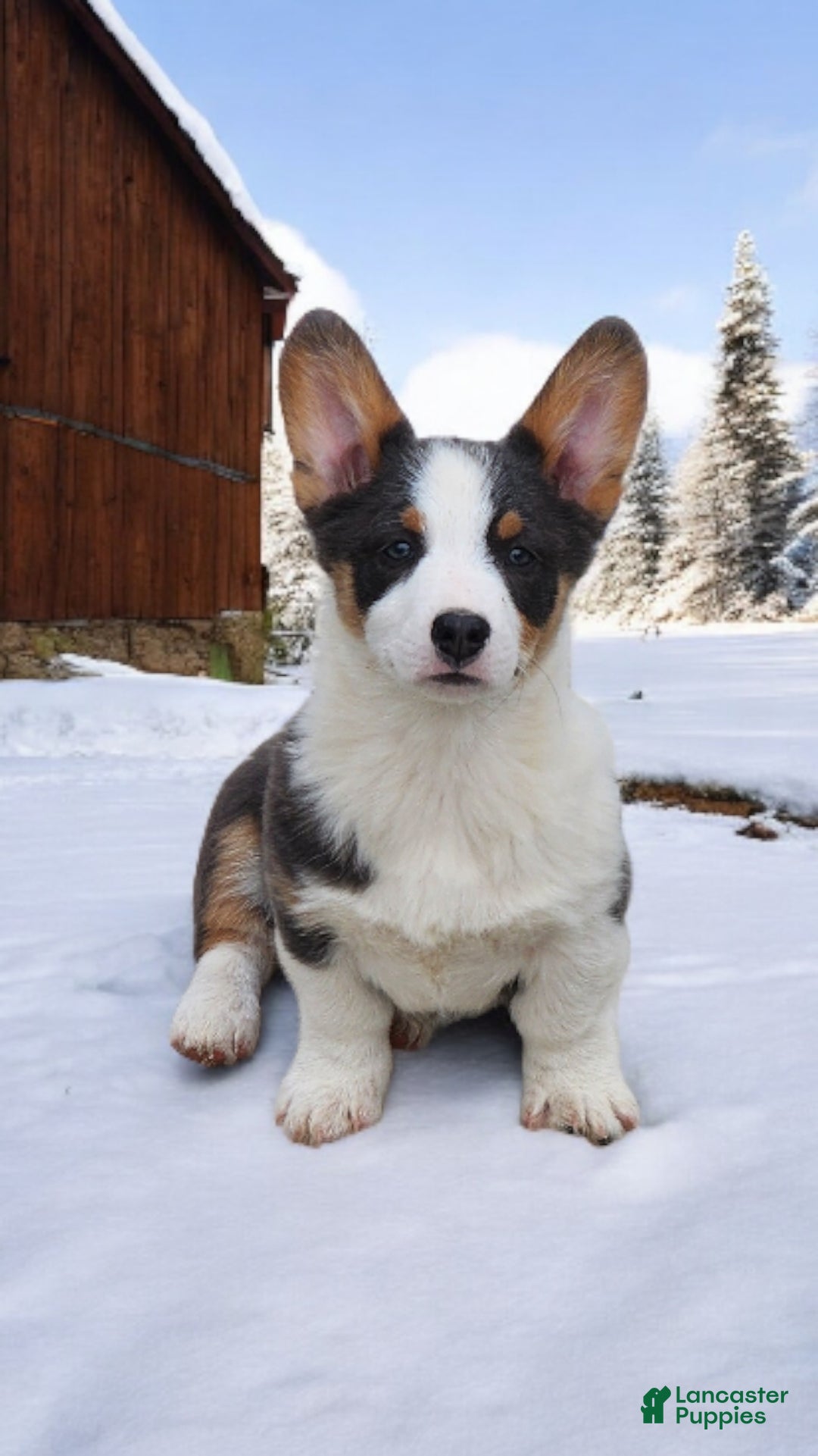 Welsh Corgi Pembroke dogs for sale: Arnie Bluie - Ad 1
