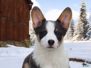 Welsh Corgi Pembroke dogs Arnie Bluie - Ad 33