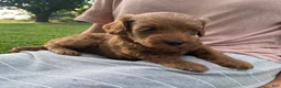 Miniature Labradoodle dogs for sale: Paris-mini red F1b - Ad 1