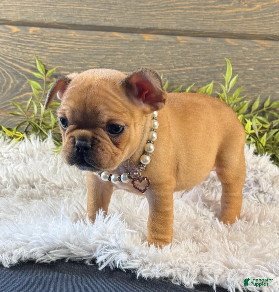 French Bulldog dogs for sale: Liberty  - Ad 2