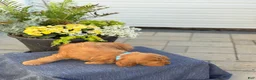 Goldendoodle dogs for sale: Tommy - Ad 6