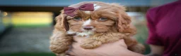 Cavapoo dogs for sale: CHARLIE - Ad 15