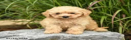 Bichpoo dogs for sale: Tosha - Ad 3
