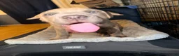 Cane Corso dogs for sale: Cane Corso 1 - Ad 6