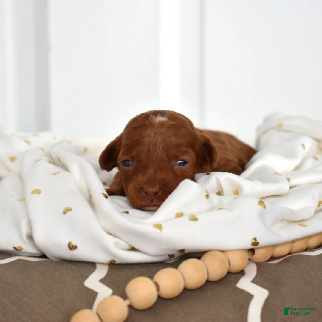 Toy Poodle dogs for sale: Cedar  - Ad 3