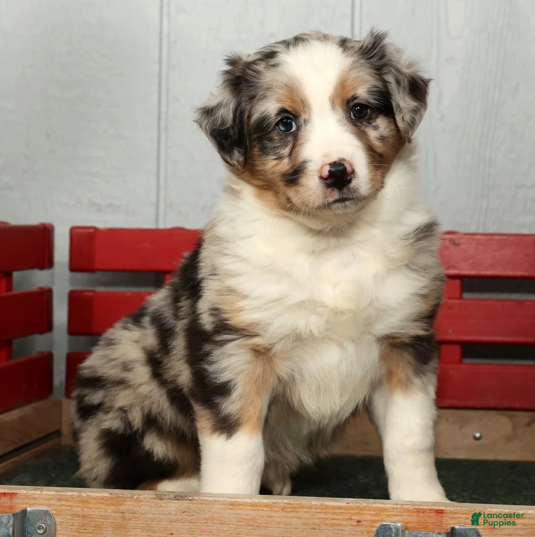 Australian Shepherd dogs for sale: Frank - Ad 4