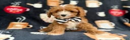 Cavapoo dogs for sale: Jackson - Ad 4