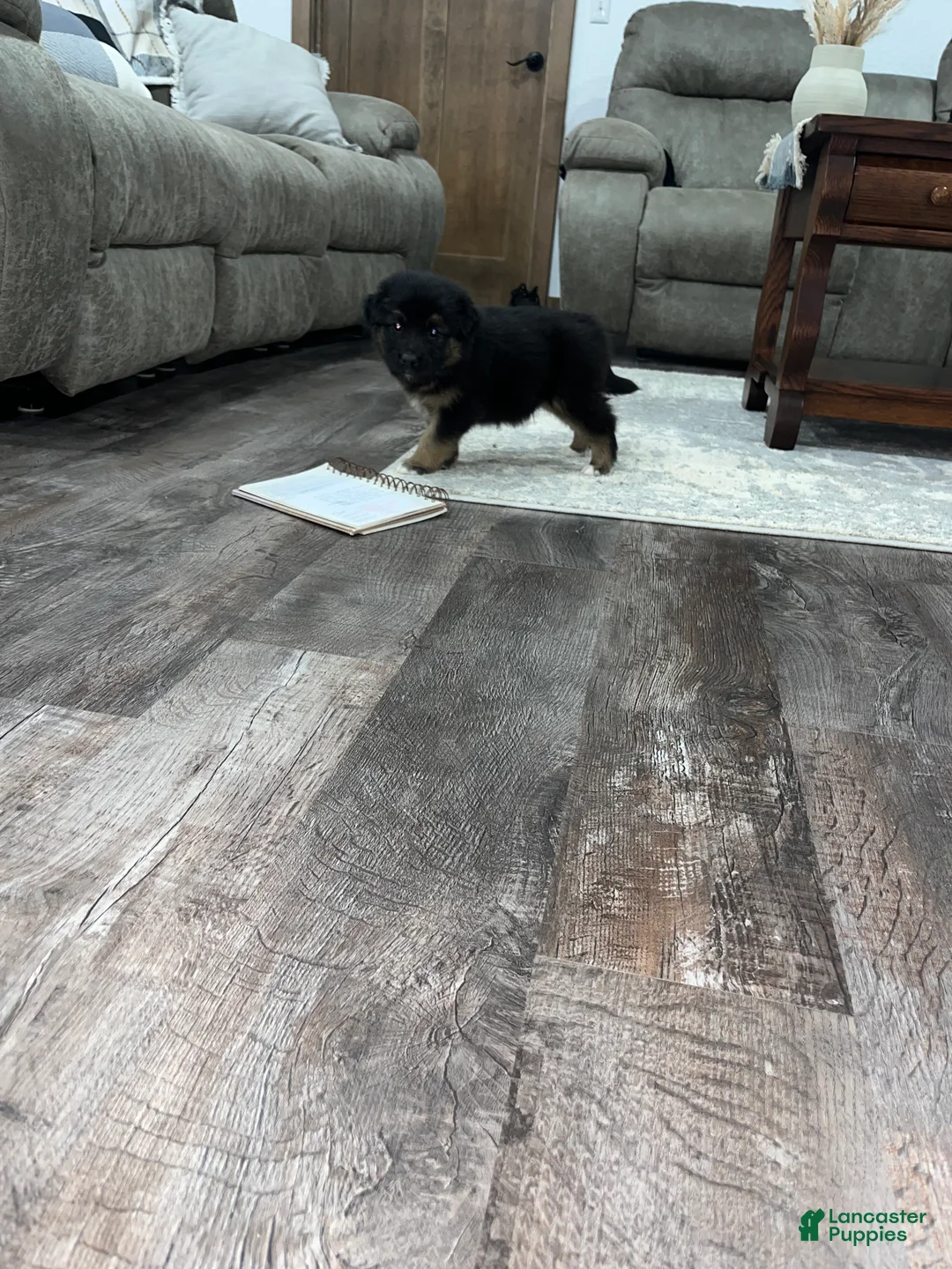 Mixed Breed dogs for sale: Teddy🩵 - Ad 5