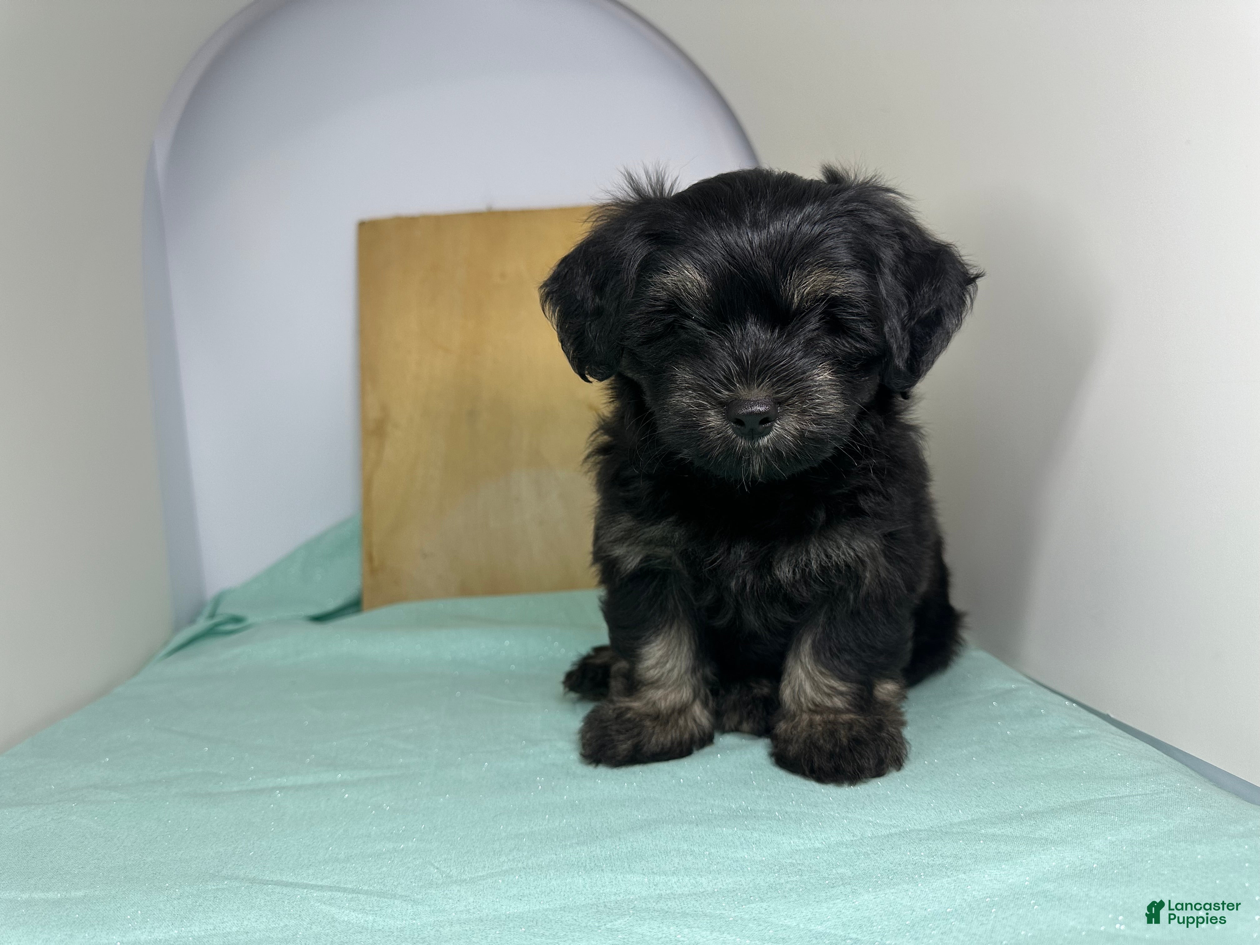 Mixed Breed dogs Mixed Breed Puppy 4 - Ad 5