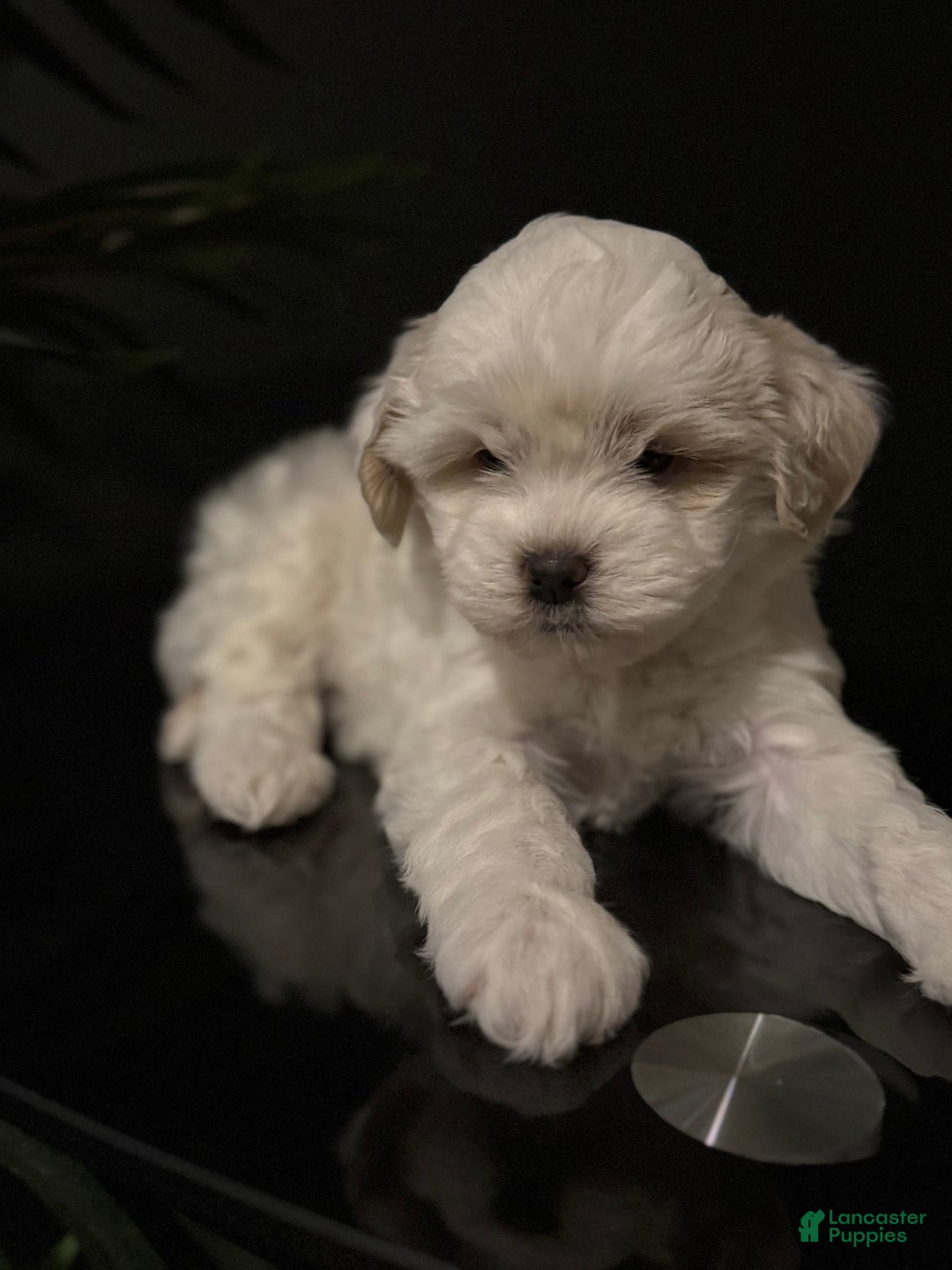 Shihpoo dogs for sale: Snowball - Ad 2