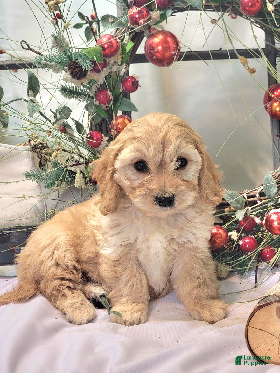 Cavachon dogs for sale: Snowball - Ad 24