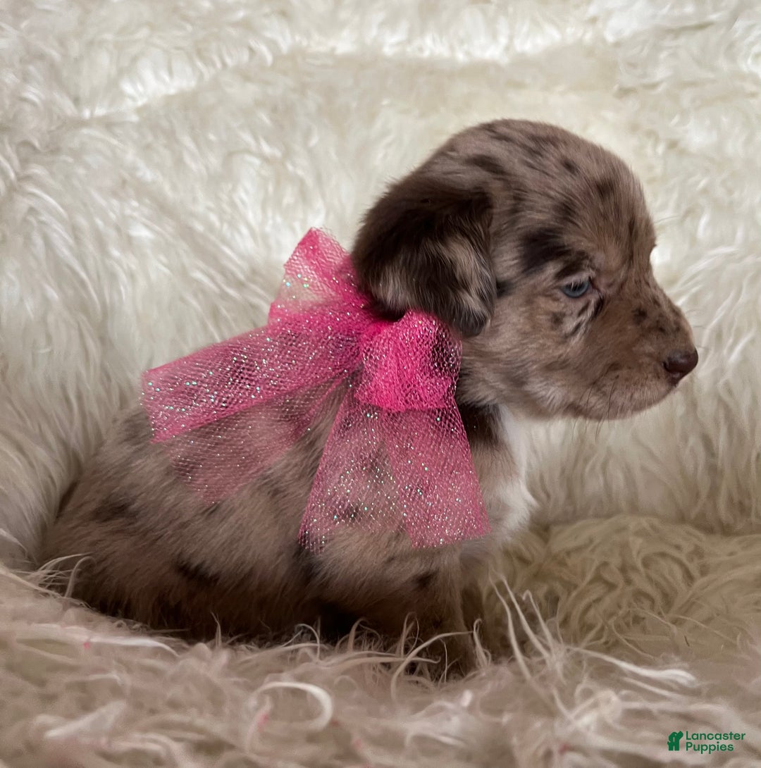 Mixed Breed dogs for sale: Hazel - Ad 3