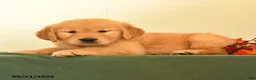 Golden Retriever dogs for sale: Darla - Ad 4