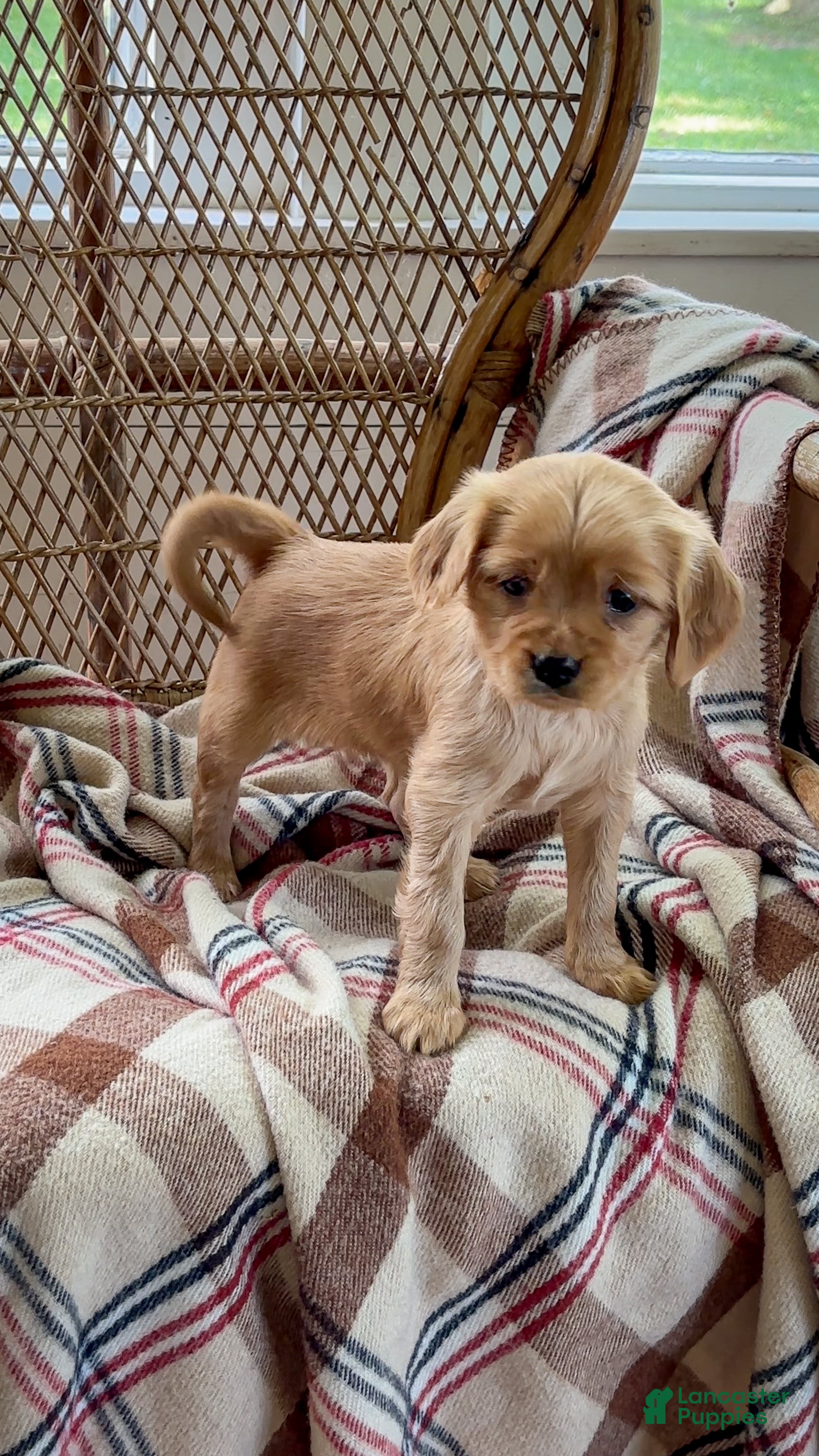 Miniature Golden Retriever dogs Louise - Ad 2