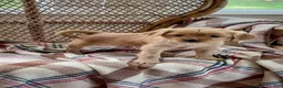 Miniature Golden Retriever dogs for sale: Louise - Ad 2