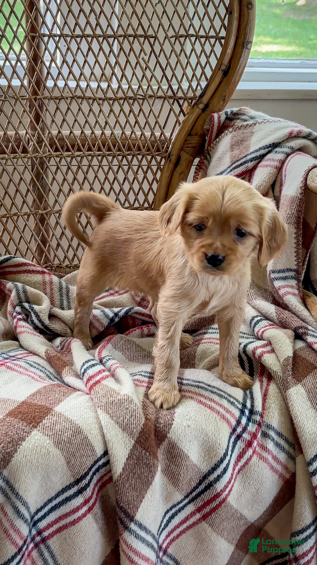 Miniature Golden Retriever dogs for sale: Louise - Ad 2