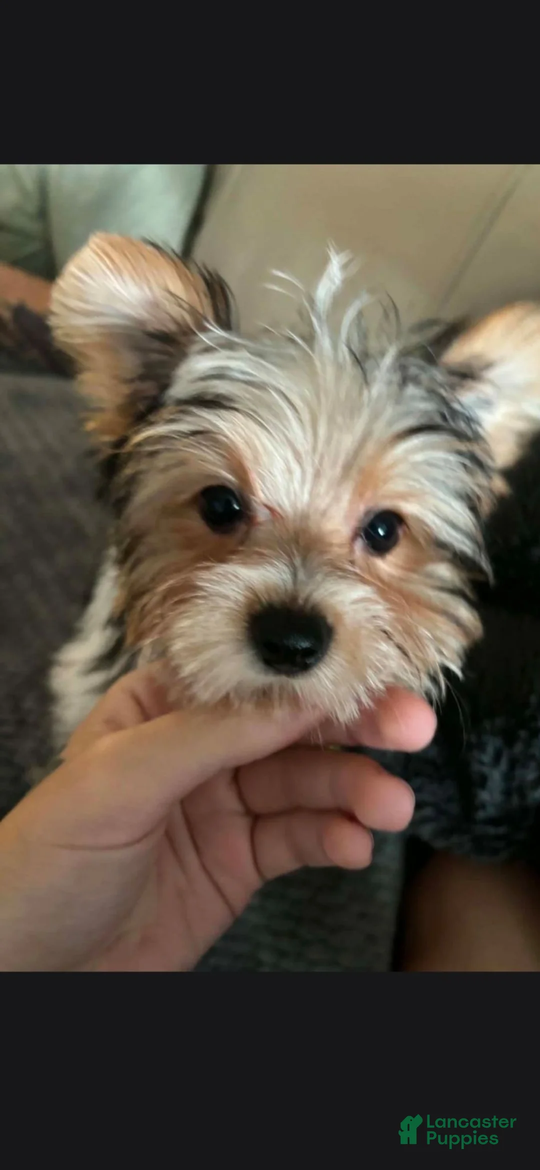 Yorkshire Terrier dogs for sale: Yorkshire Terrier 1 - Ad 2