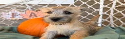 Cairn Terrier dogs for sale: Jessica  - Ad 3
