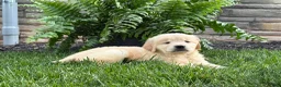 Golden Retriever dogs for sale: Teddy - Ad 6