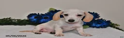 Miniature Dachshund dogs for sale: Izzy - Ad 2