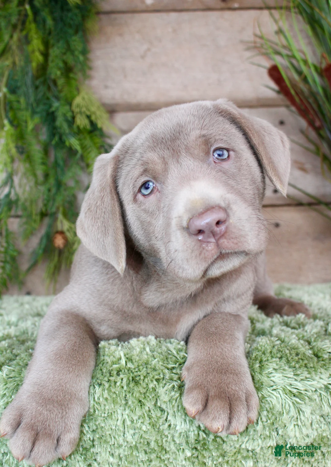 Labrador Retriever dogs for sale: Silver Sam - Ad 2